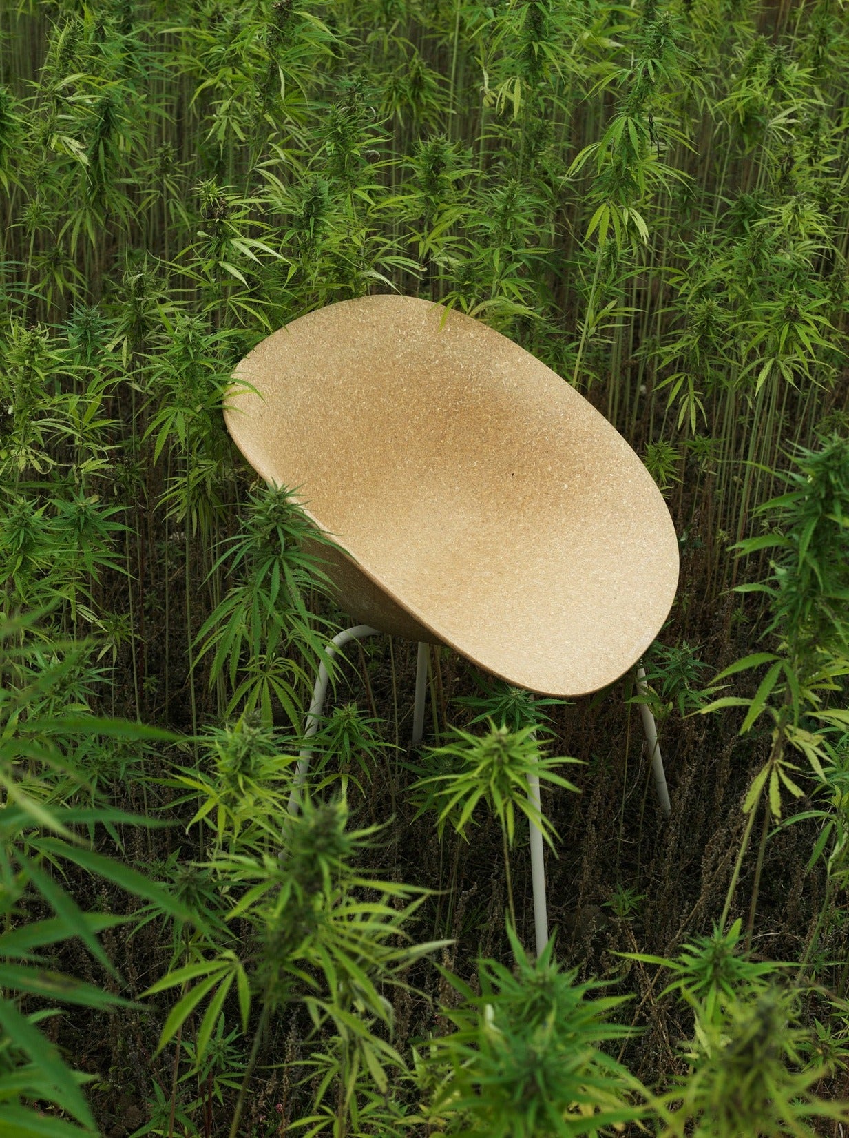 A sustainable Mat Armchair by Normann Copenhagen, surrounded by bright green hemp plants in a field.