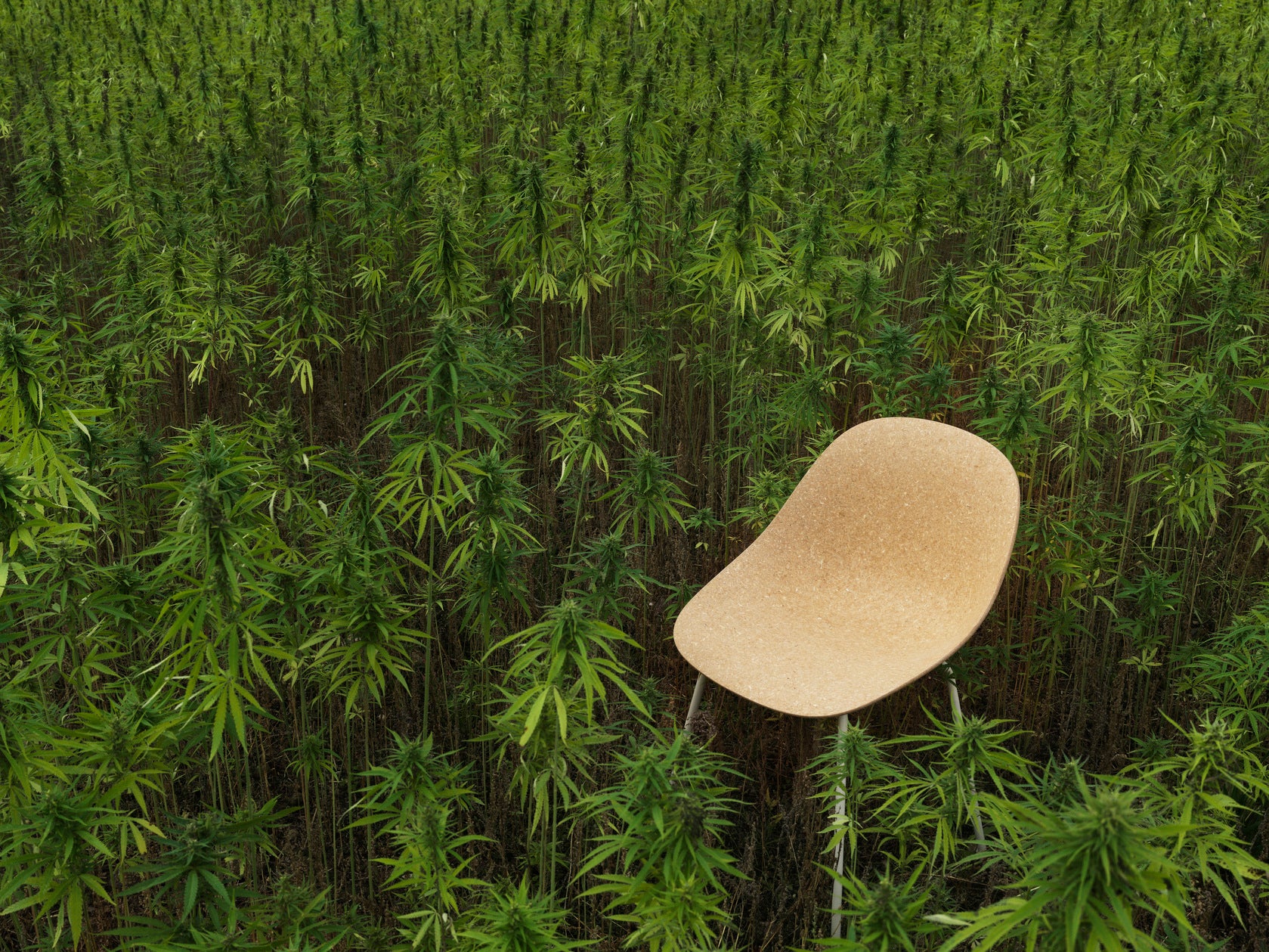 A sustainable chair made with hemp, the Mat Chair by Normann Copenhagen, is sitting in a dense field of tall green hemp plants, highlighting the renewable materials it is made of.